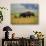 Bison at Neil Smith National Wildlife Refuge, Iowa, USA-Chuck Haney-Photographic Print displayed on a wall