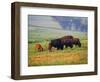 Bison at Neil Smith National Wildlife Refuge, Iowa, USA-Chuck Haney-Framed Photographic Print