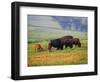 Bison at Neil Smith National Wildlife Refuge, Iowa, USA-Chuck Haney-Framed Photographic Print