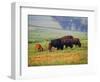 Bison at Neil Smith National Wildlife Refuge, Iowa, USA-Chuck Haney-Framed Photographic Print