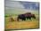 Bison at Neil Smith National Wildlife Refuge, Iowa, USA-Chuck Haney-Mounted Photographic Print