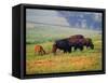 Bison at Neil Smith National Wildlife Refuge, Iowa, USA-Chuck Haney-Framed Stretched Canvas