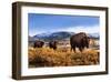 Bison at Sunset in Yellowstone National Park-Jason Savage-Framed Giclee Print