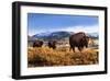 Bison at Sunset in Yellowstone National Park-Jason Savage-Framed Giclee Print