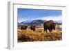 Bison at Sunset in Yellowstone National Park-Jason Savage-Framed Giclee Print