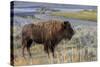Bison at Yellowstone River, Yellowstone National Park, Wyoming, USA-Tom Norring-Stretched Canvas