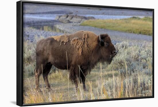 Bison at Yellowstone River, Yellowstone National Park, Wyoming, USA-Tom Norring-Framed Photographic Print