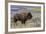 Bison at Yellowstone River, Yellowstone National Park, Wyoming, USA-Tom Norring-Framed Photographic Print