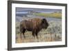 Bison at Yellowstone River, Yellowstone National Park, Wyoming, USA-Tom Norring-Framed Photographic Print