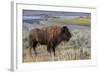 Bison at Yellowstone River, Yellowstone National Park, Wyoming, USA-Tom Norring-Framed Photographic Print