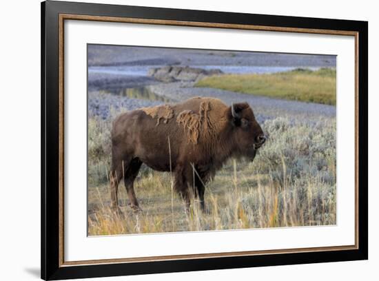 Bison at Yellowstone River, Yellowstone National Park, Wyoming, USA-Tom Norring-Framed Photographic Print