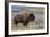 Bison at Yellowstone River, Yellowstone National Park, Wyoming, USA-Tom Norring-Framed Photographic Print