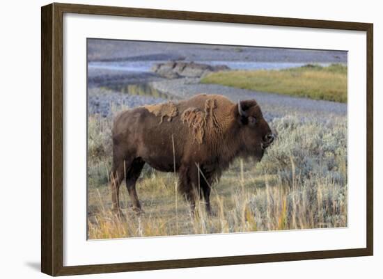 Bison at Yellowstone River, Yellowstone National Park, Wyoming, USA-Tom Norring-Framed Photographic Print