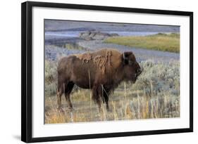 Bison at Yellowstone River, Yellowstone National Park, Wyoming, USA-Tom Norring-Framed Photographic Print