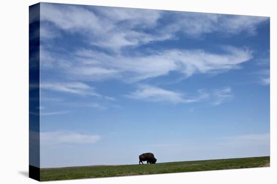 Bison, Badlands National Park, South Dakota-Paul Souders-Stretched Canvas