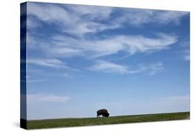 Bison, Badlands National Park, South Dakota-Paul Souders-Stretched Canvas