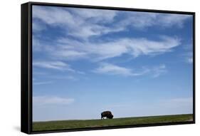 Bison, Badlands National Park, South Dakota-Paul Souders-Framed Stretched Canvas