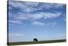 Bison, Badlands National Park, South Dakota-Paul Souders-Stretched Canvas