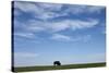 Bison, Badlands National Park, South Dakota-Paul Souders-Stretched Canvas