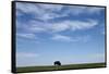 Bison, Badlands National Park, South Dakota-Paul Souders-Framed Stretched Canvas