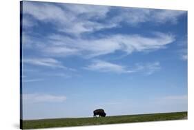 Bison, Badlands National Park, South Dakota-Paul Souders-Stretched Canvas