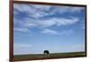 Bison, Badlands National Park, South Dakota-Paul Souders-Framed Photographic Print