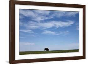 Bison, Badlands National Park, South Dakota-Paul Souders-Framed Photographic Print