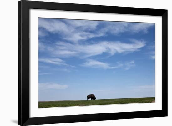 Bison, Badlands National Park, South Dakota-Paul Souders-Framed Photographic Print