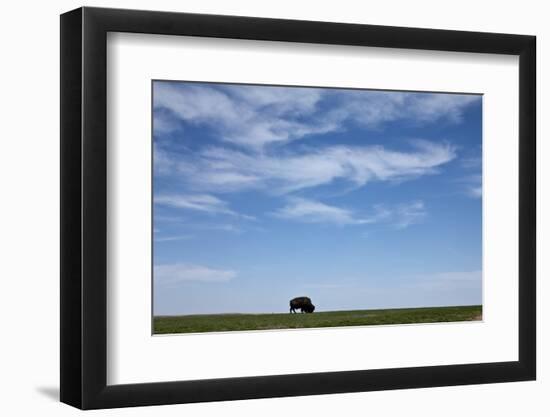 Bison, Badlands National Park, South Dakota-Paul Souders-Framed Photographic Print