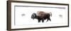 Bison being circled by wolves hunting in snow, USA-Danny Green-Framed Photographic Print