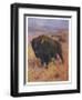 Bison Bison American Bison or Buffalo-Cuthbert Swan-Framed Art Print