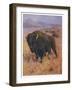 Bison Bison American Bison or Buffalo-Cuthbert Swan-Framed Art Print