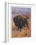 Bison Bison American Bison or Buffalo-Cuthbert Swan-Framed Art Print