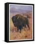 Bison Bison American Bison or Buffalo-Cuthbert Swan-Framed Stretched Canvas
