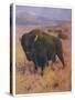 Bison Bison American Bison or Buffalo-Cuthbert Swan-Stretched Canvas