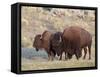 Bison (Bison Bison) Bull and Cow, Yellowstone National Park, Wyoming, USA, North America-James Hager-Framed Stretched Canvas