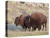 Bison (Bison Bison) Bull and Cow, Yellowstone National Park, Wyoming, USA, North America-James Hager-Stretched Canvas
