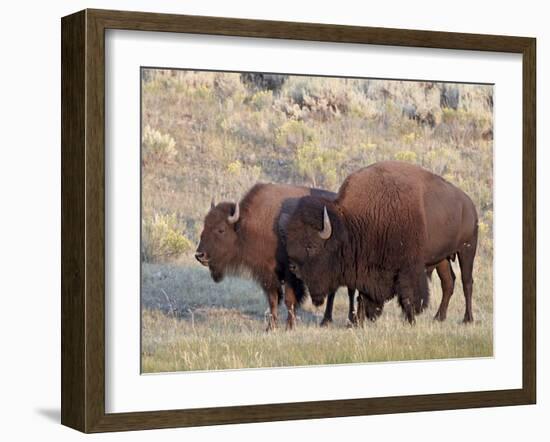 Bison (Bison Bison) Bull and Cow, Yellowstone National Park, Wyoming, USA, North America-James Hager-Framed Photographic Print