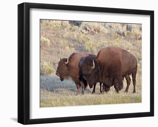 Bison (Bison Bison) Bull and Cow, Yellowstone National Park, Wyoming, USA, North America-James Hager-Framed Photographic Print