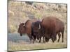 Bison (Bison Bison) Bull and Cow, Yellowstone National Park, Wyoming, USA, North America-James Hager-Mounted Photographic Print