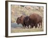 Bison (Bison Bison) Bull and Cow, Yellowstone National Park, Wyoming, USA, North America-James Hager-Framed Photographic Print