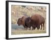 Bison (Bison Bison) Bull and Cow, Yellowstone National Park, Wyoming, USA, North America-James Hager-Framed Photographic Print