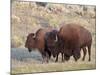 Bison (Bison Bison) Bull and Cow, Yellowstone National Park, Wyoming, USA, North America-James Hager-Mounted Photographic Print