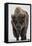 Bison (Bison Bison) Bull Covered with Frost in the Winter-James Hager-Framed Stretched Canvas