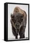 Bison (Bison Bison) Bull Covered with Frost in the Winter-James Hager-Framed Stretched Canvas