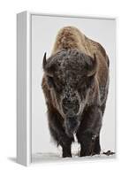 Bison (Bison Bison) Bull Covered with Frost in the Winter-James Hager-Framed Stretched Canvas