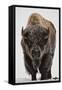 Bison (Bison Bison) Bull Covered with Frost in the Winter-James Hager-Framed Stretched Canvas