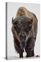 Bison (Bison Bison) Bull Covered with Frost in the Winter-James Hager-Stretched Canvas