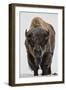 Bison (Bison Bison) Bull Covered with Frost in the Winter-James Hager-Framed Premium Photographic Print