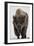 Bison (Bison Bison) Bull Covered with Frost in the Winter-James Hager-Framed Premium Photographic Print